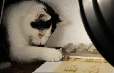 Kater Maxi